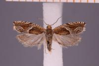 Ancylis comptana
