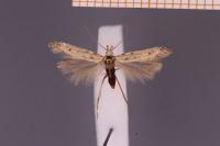 Bryotropha terrella