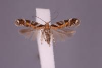 Aristotelia subericinella