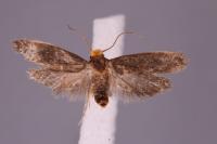 Cephimallota crassiflavella