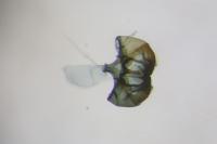 Cephimallota crassiflavella