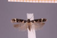 Caryocolum tricolorellum