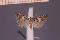 Thiodia trochilana