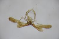 Thiodia trochilana