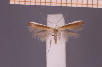 Coleophora sisteronica