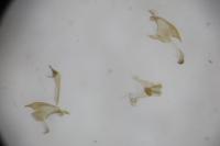 Coleophora sisteronica