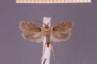 Agonopterix parilella