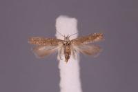 Ephysteris inustella