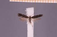 Aproaerema anthyllidella