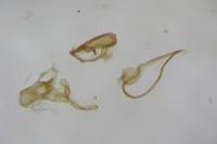 Aproaerema anthyllidella