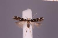 Oxypteryx wilkella