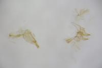 Oxypteryx wilkella