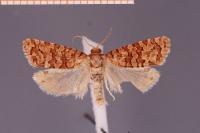 Lozotaeniodes formosana