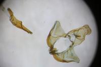 Lozotaeniodes formosana