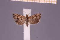Cydia interscindana