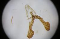 Cydia interscindana