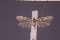 Coleophora chamaedriella