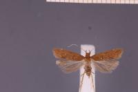 Acompsia schmidtiellus