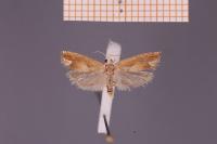 Eucosma conterminana