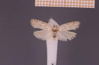Cnephasia hellenica
