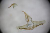 Cnephasia hellenica