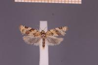 Argyrotaenia ljungiana