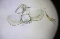 Argyrotaenia ljungiana