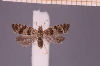 Rhopobota stagnana