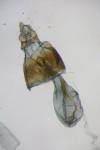 Rhopobota stagnana