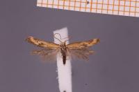 Ochromolopis ictella