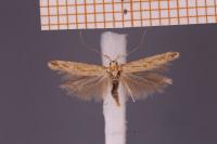 Metzneria neuropterella