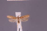Helcystogramma lutatella