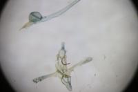 Helcystogramma lutatella
