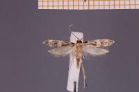 Oegoconia novimundi