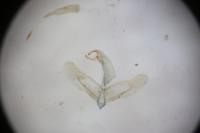 Oegoconia novimundi