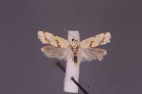 Aethes flagellana