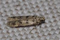 Bryotropha domestica
