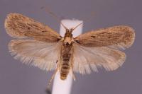 Depressaria zelleri