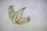 Depressaria zelleri