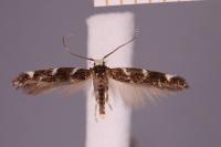Eteobalea albiapicella