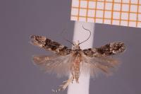 Neotelphusa sequax