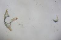 Coleophora adjunctella