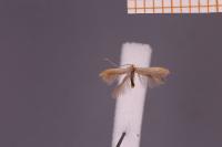 Coleophora adjunctella