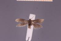 Scythris grandipennis
