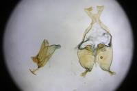 Scythris grandipennis