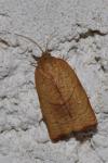 Cacoecimorpha pronubana