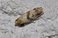 Cochylis