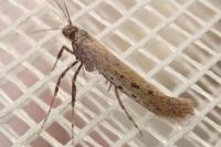 Aspilapteryx tringipennella