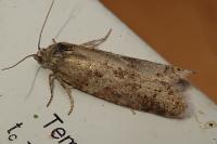 Cnephasia