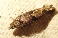 Epinotia immundana